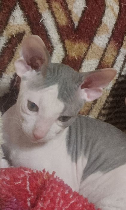 Котята Донського сфінкса.