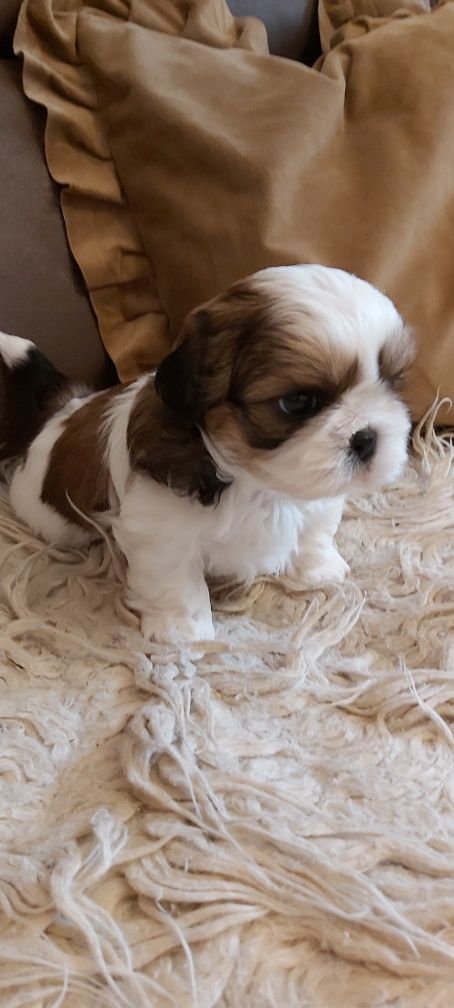 Shih Tzu suczka rodowodowa
