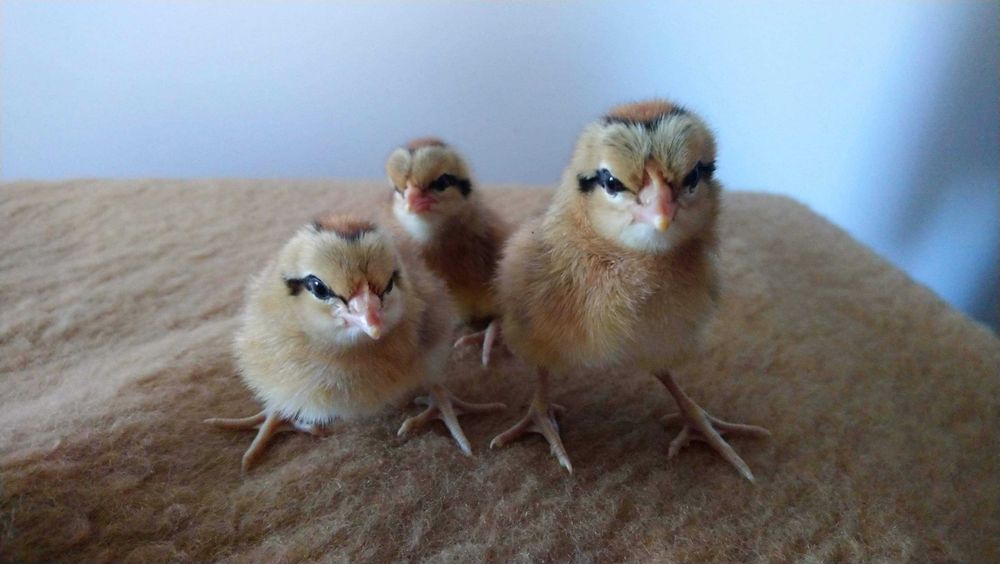 Kurczęta  , pisklęta , zielononóżki. araukany, polbary,czubatki i inne