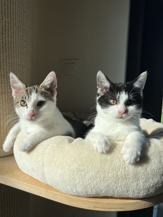 Ofelia – 3-miesięczna kotka uratowana z lasu szuka domu