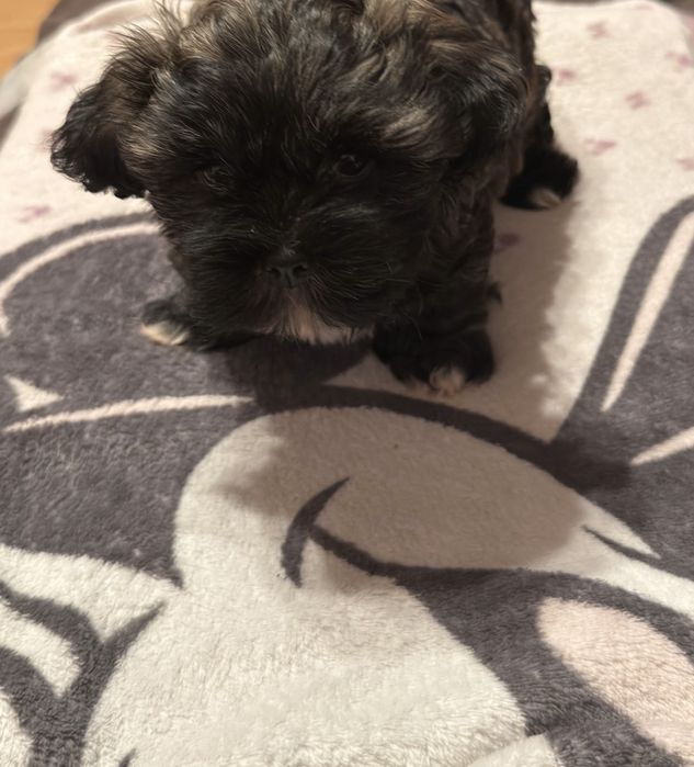 Shih tzu zapraszam
