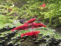 Krewetki Neocaridina Bloody Mary WYSYŁKA