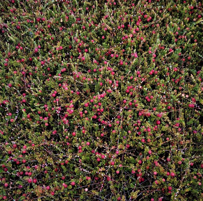 Sok z żurawiny 100% żurawina