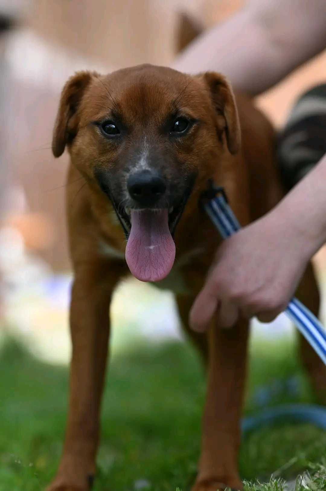 Azor- psiak do adopcji