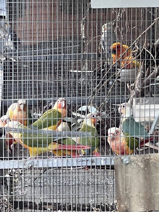 Pyrrhuras molinae pineapple sexadas