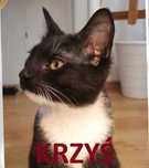 KRZYŚ – uroczy przytulas szuka domu!