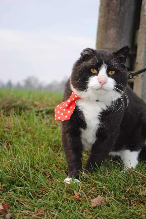 Kot Felix szuka domu