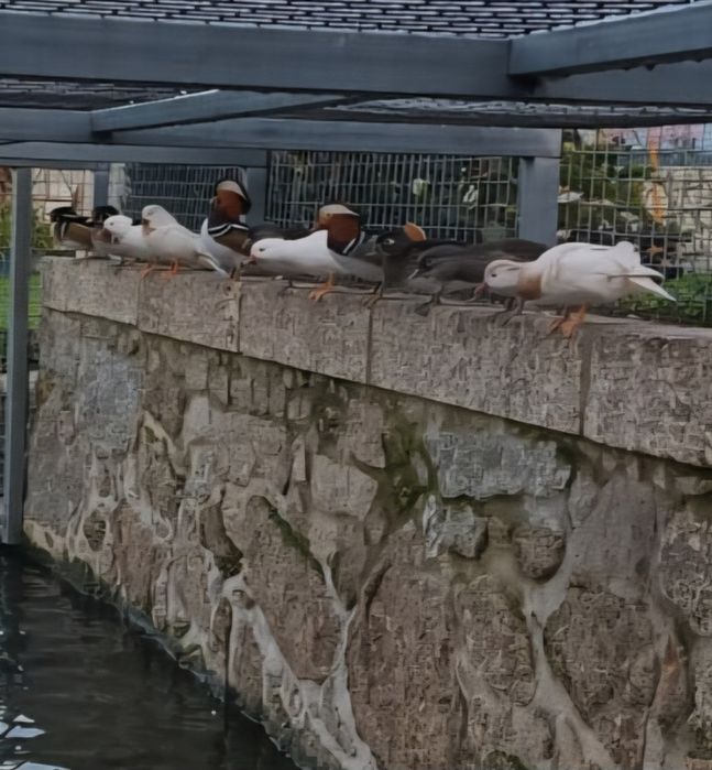 Vendo Patos Carolinos e Mandarins