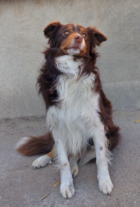 Border collie pies