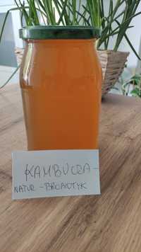 Kambucza naturalny probiotyk