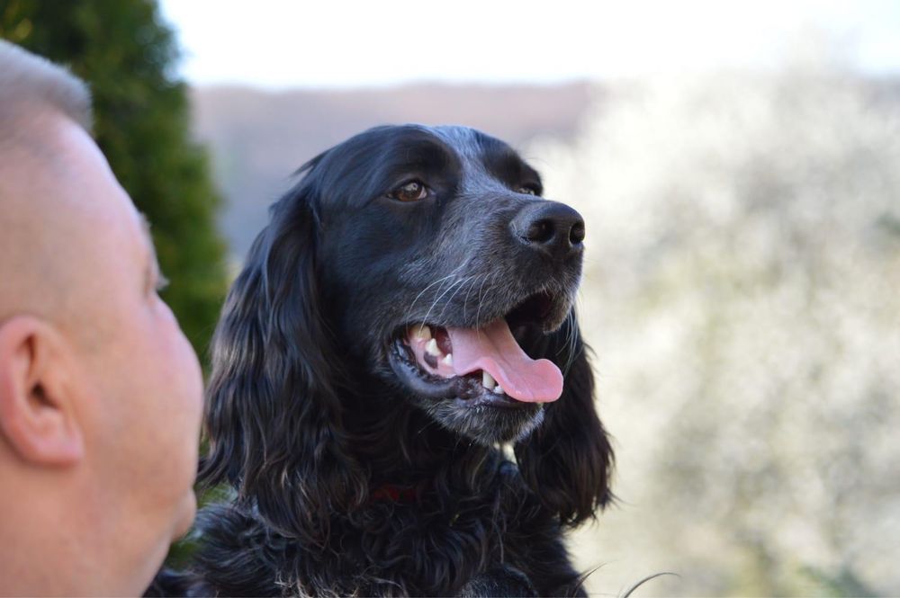 Niebieski spaniel pikardyjski (reproduktor) wyżeł ,płochacz