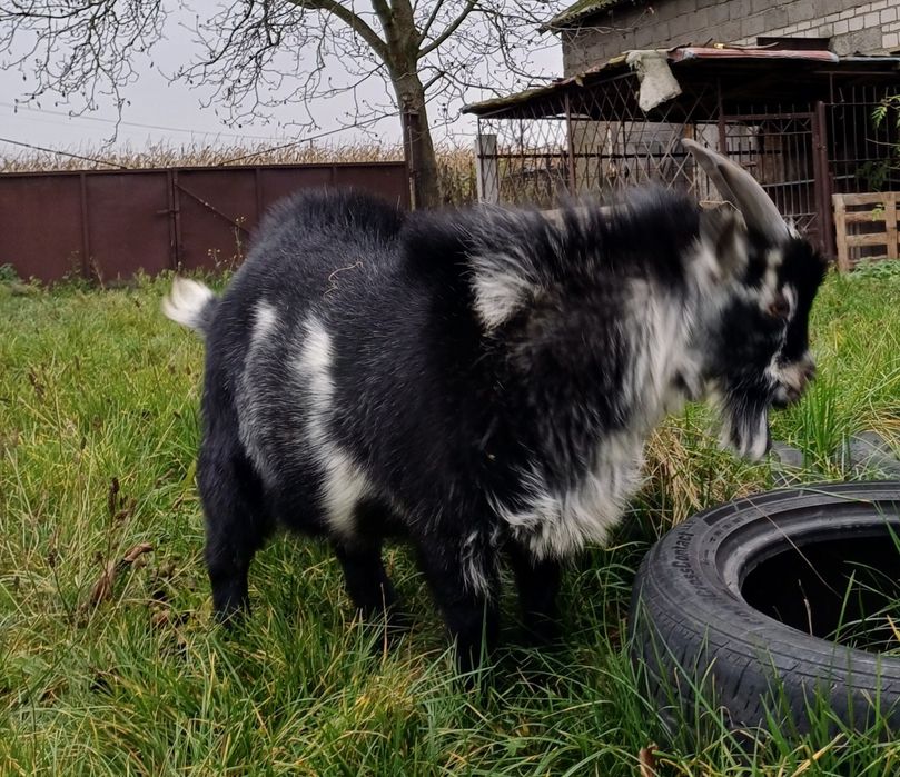 Kozioł miniatura 8 msc