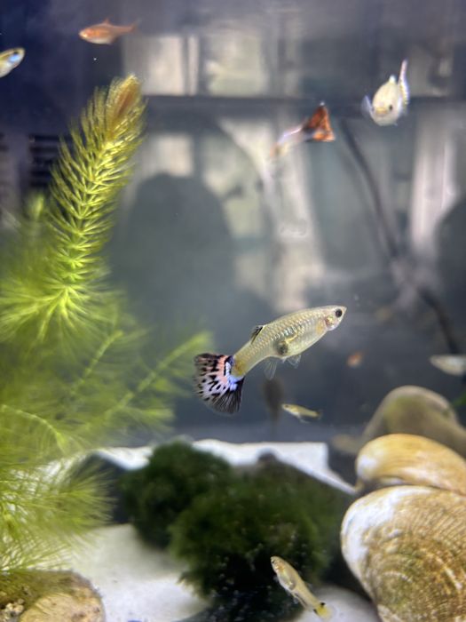 Guppys machos e femeas