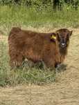 Krowa , bydło szkockie Highland Cattle