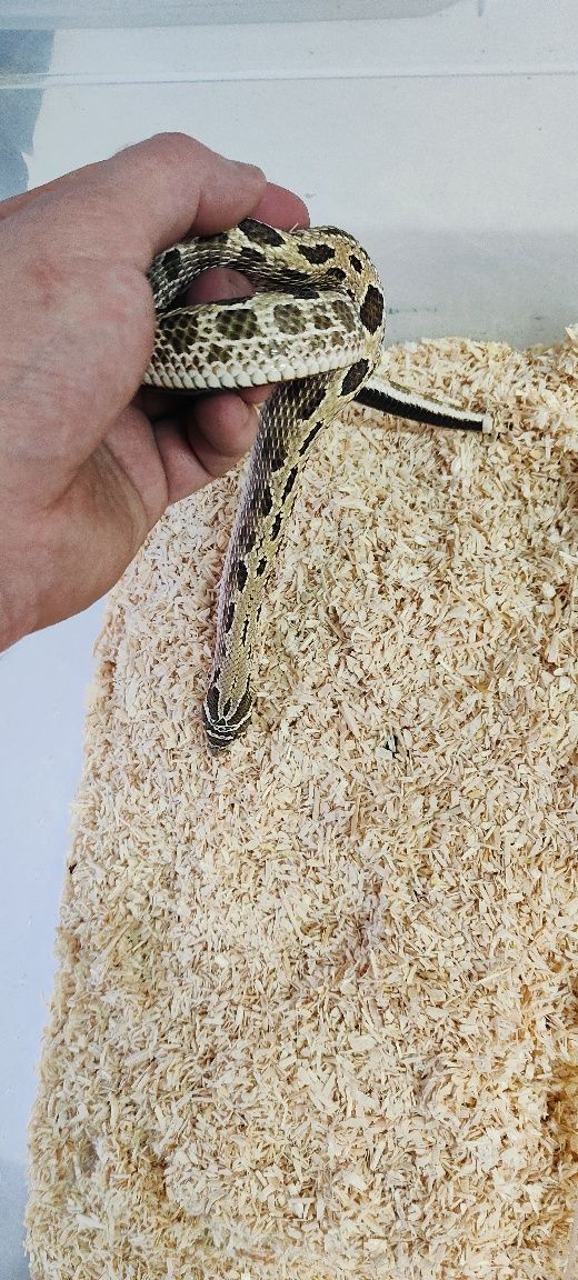 Heterodon zachodni samiec anaconda, conda