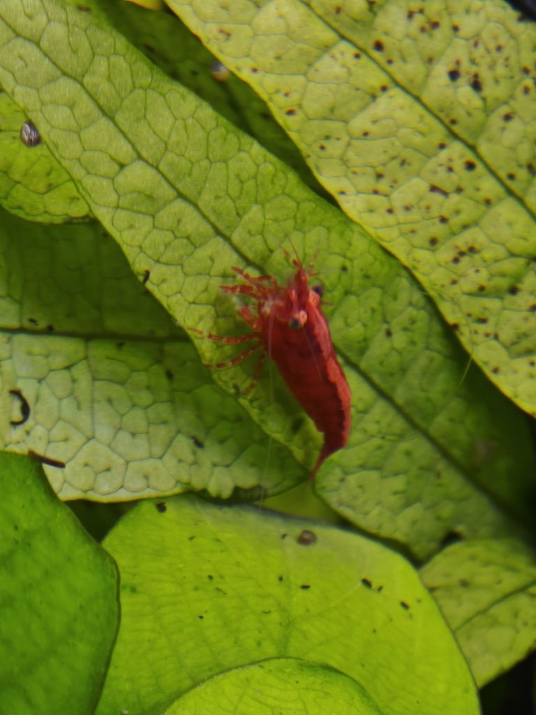 +70 Camarão red cherry painted fire colônia inteira