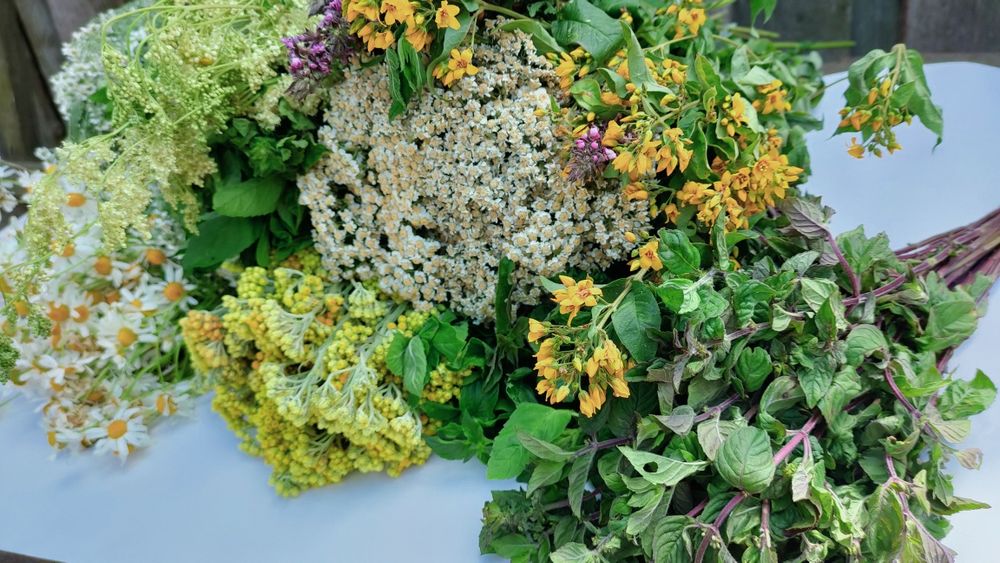 Віники для бані(лазні)+ Віники з лікарських трав (10 видів)