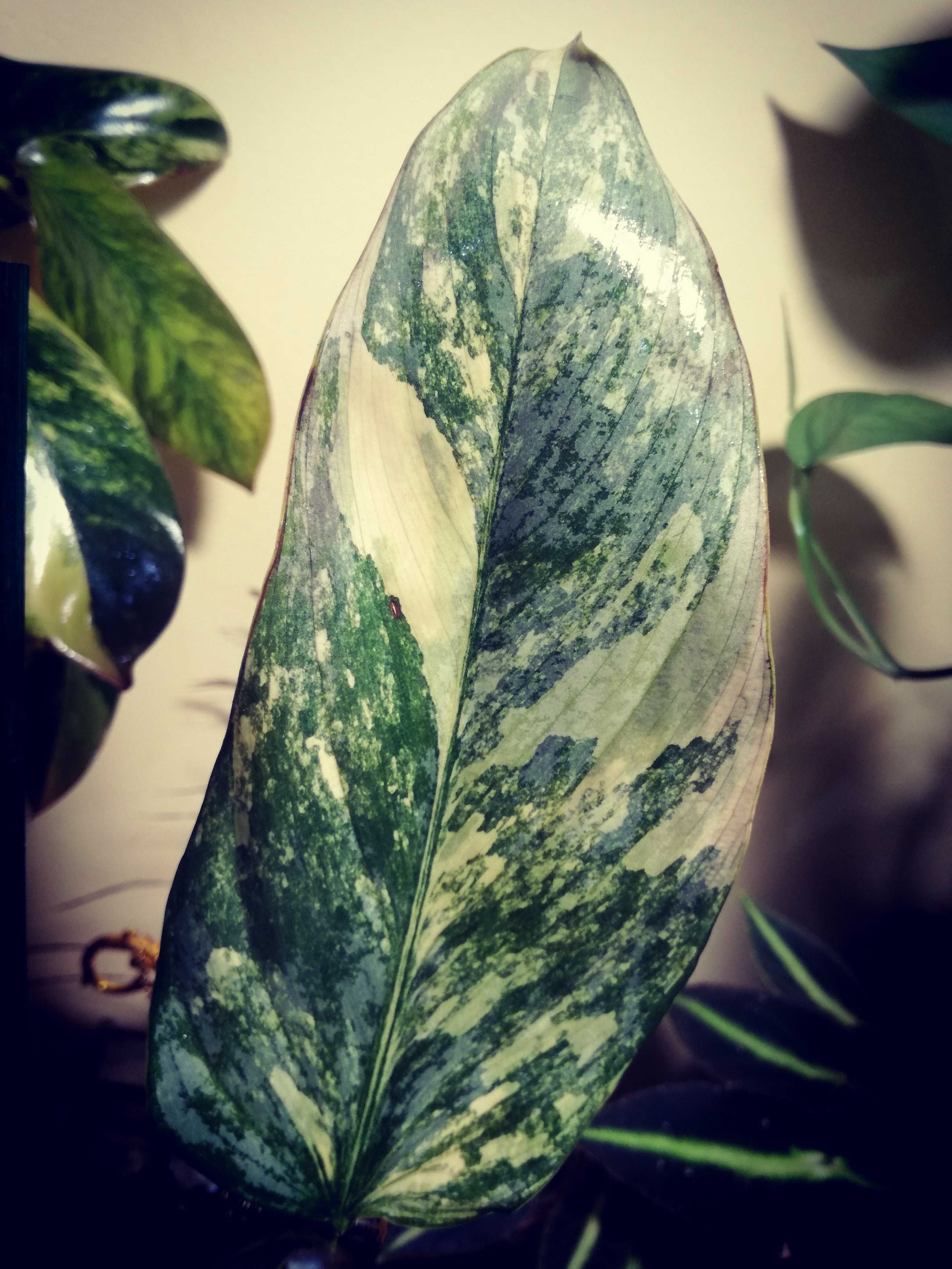 Philodendron Hastatum Silver Sword Variegata filodendron monstera