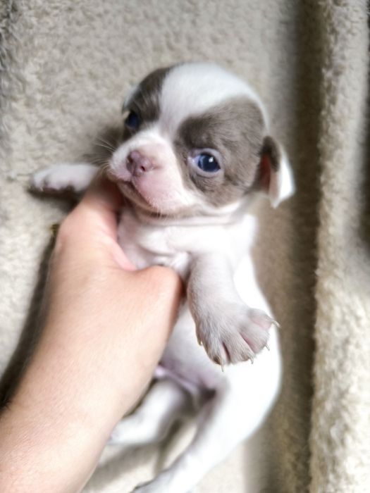 Chihuahua.Menino Branco e Lilás de Olhos azuis.  Perfeito!