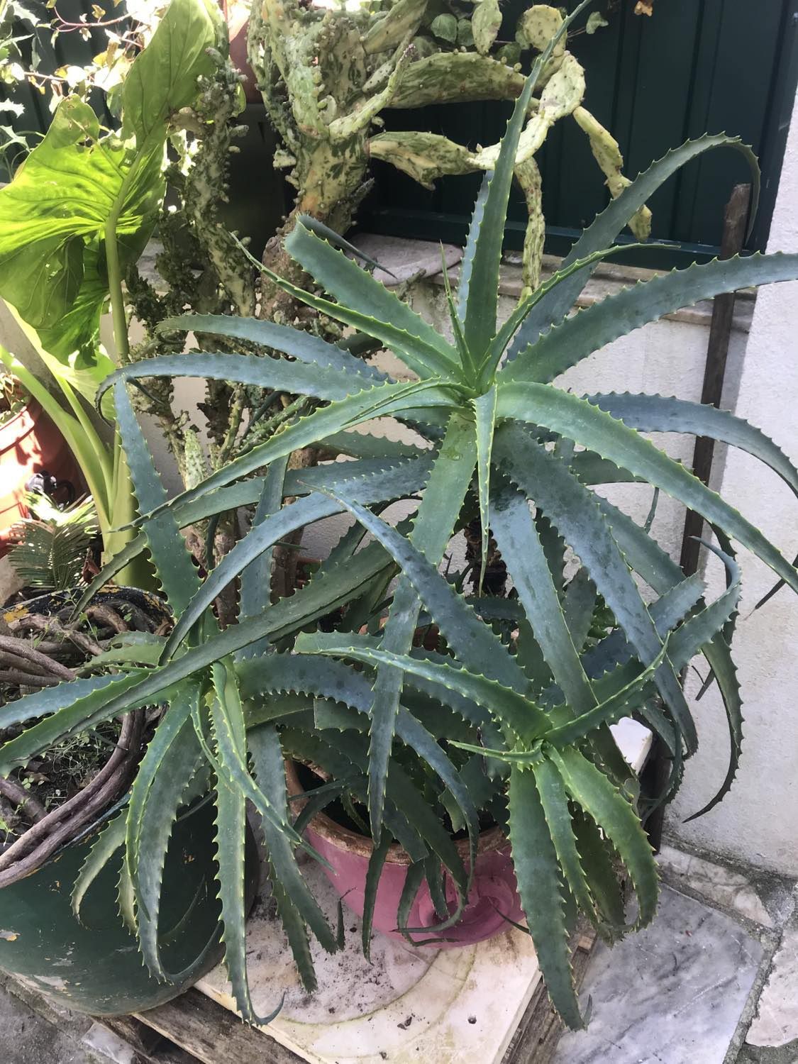 Planta aloe vera adulta