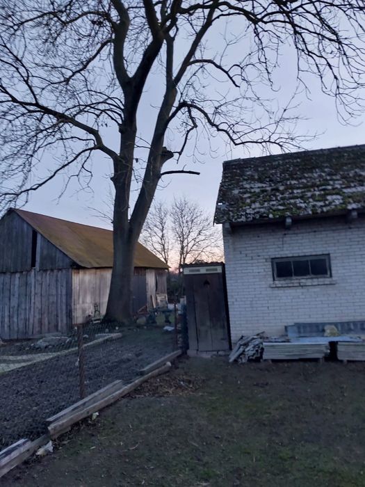 Drzewo Jesion cena do uzgodnienia