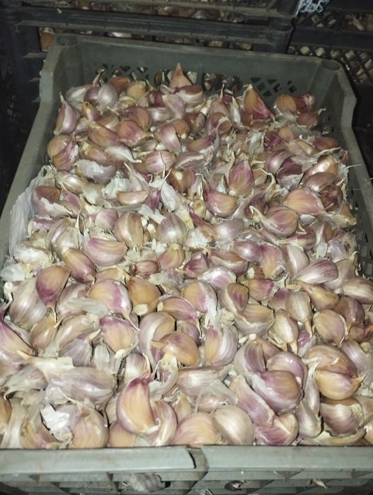 Czosnek ząbki polski