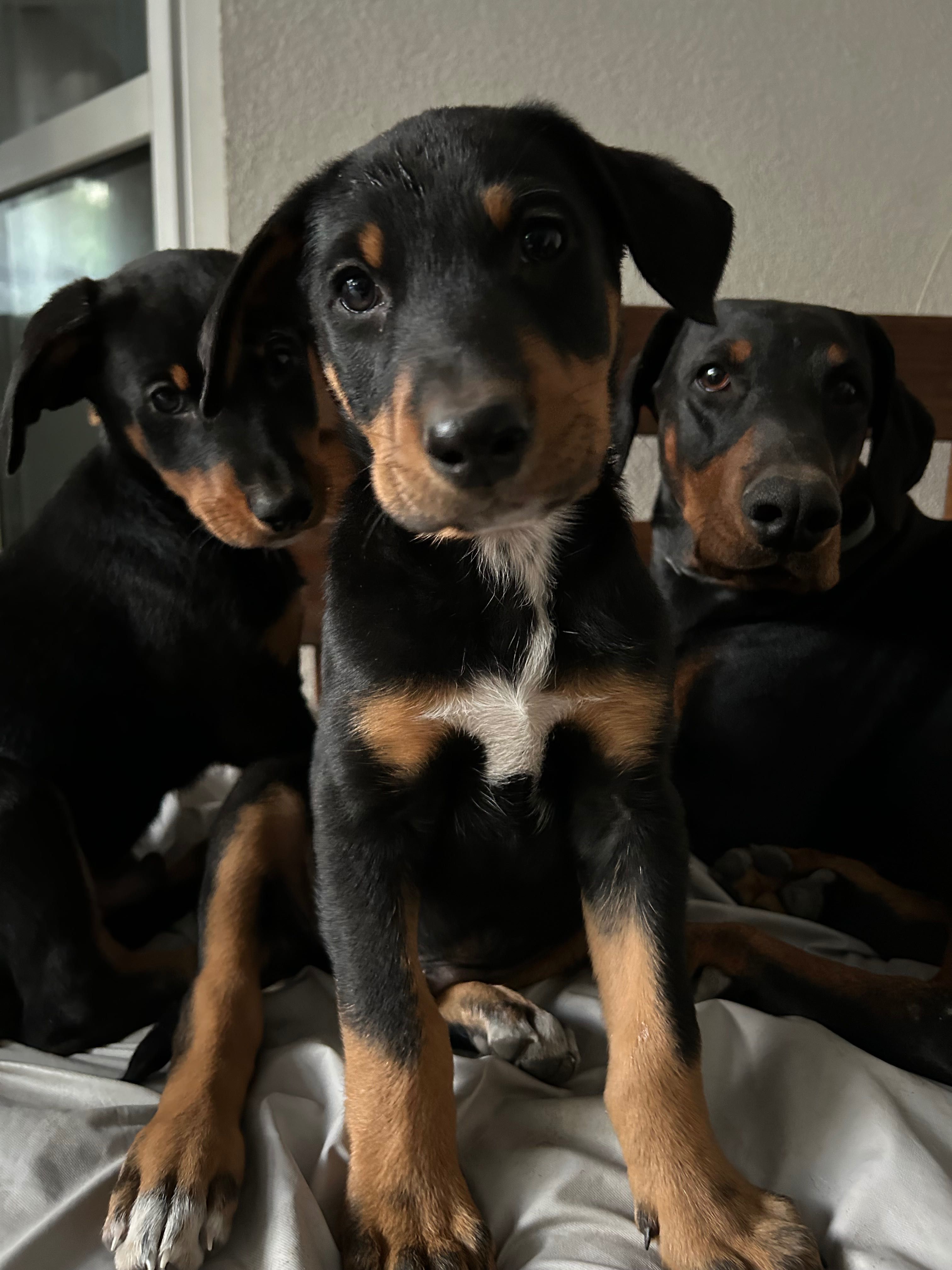 Pieski mama pDoberman