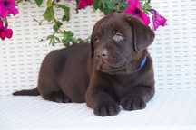 Labrador Retriever FCI ZKwP czekoladowy PIES