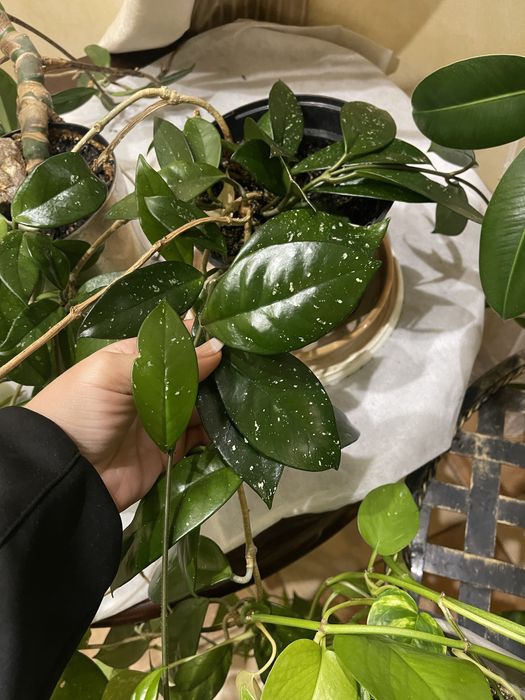 Пальми та плетучі