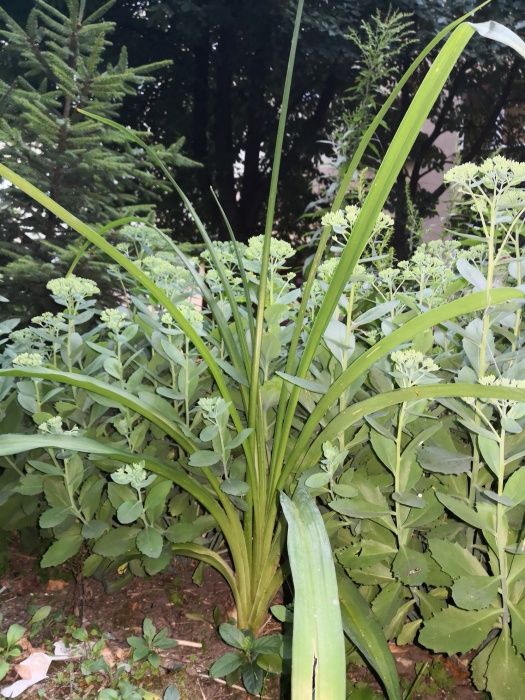 Liliowiec, liliowce kwiaty