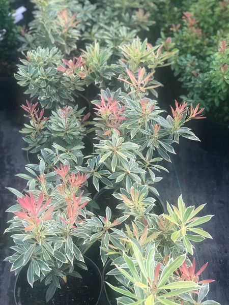 Pieris Japoński LITTLE HEATH Zimozielony Cena  35 zł