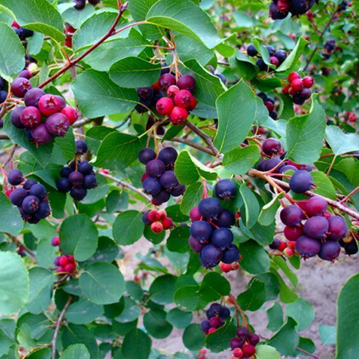 Саджанці ірги ОПТ–Роздріб / Саженцы ирги ОПТ–Розница Дроп/Дропшипінг
