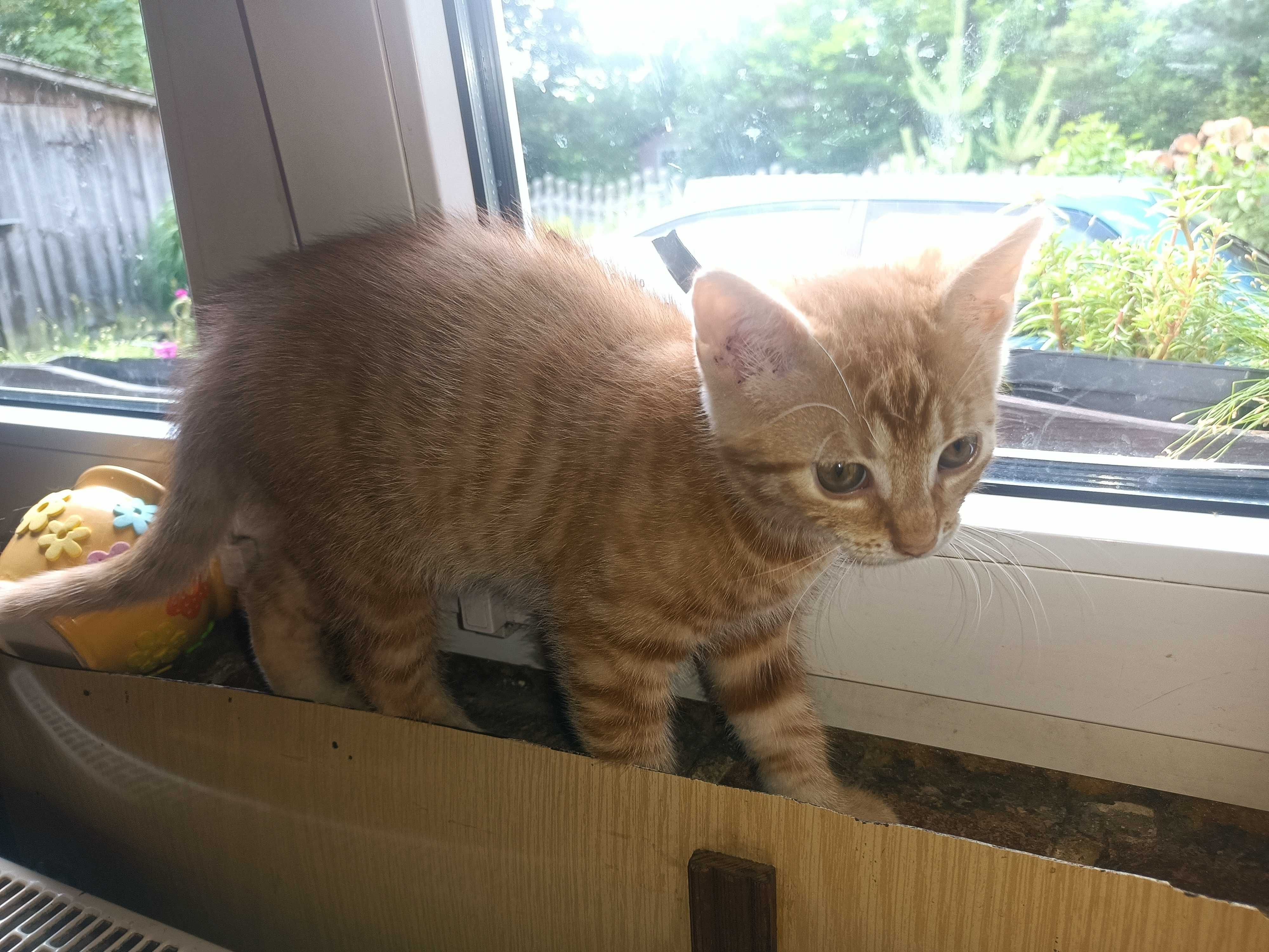 Mały rudy kotek Garfield szuka domu (nr 10)