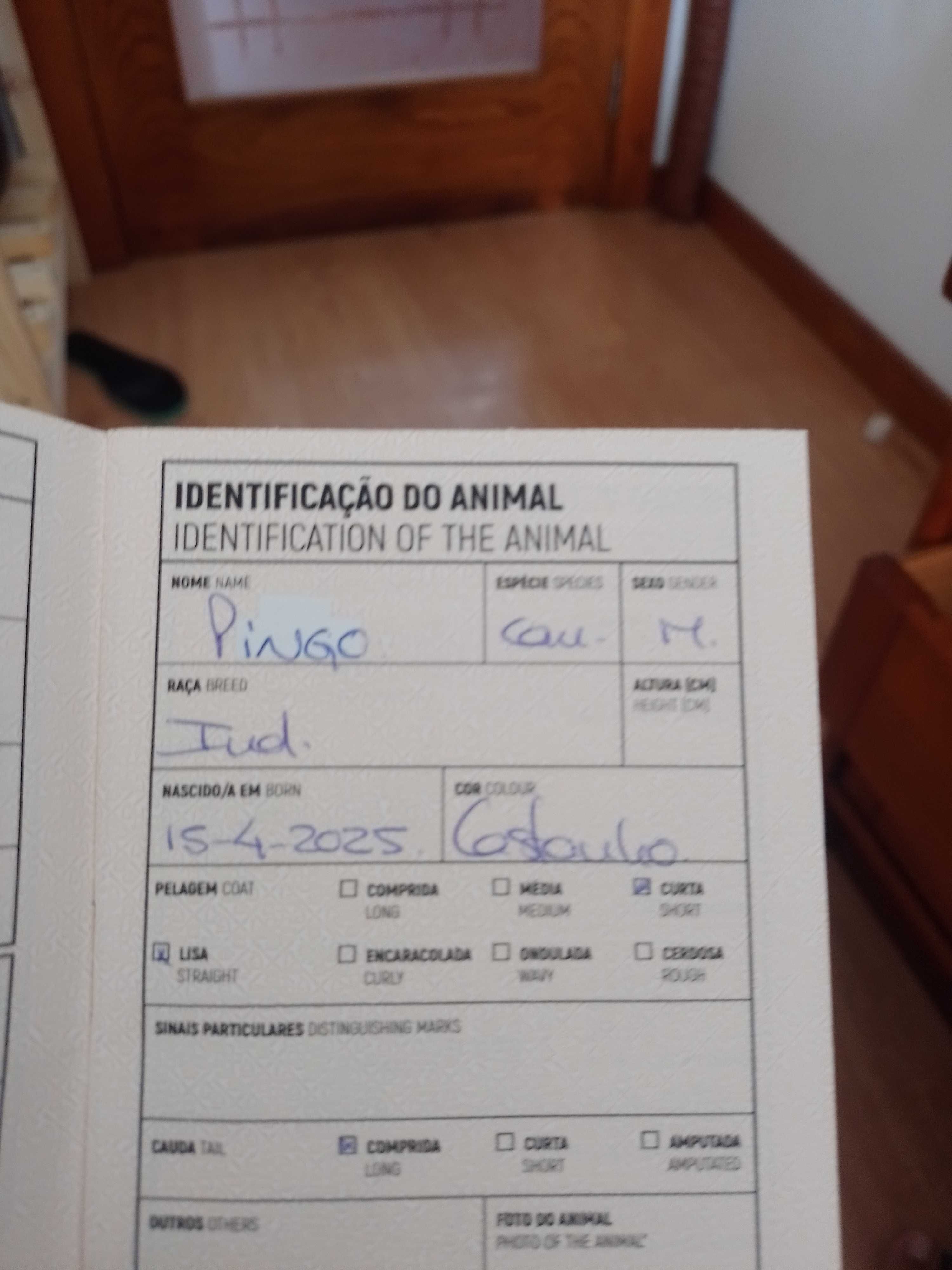 Doação de cachorro macho filhote