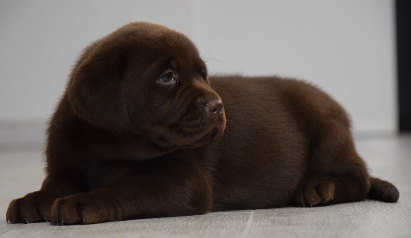 Piesek Labrador czekoladoey