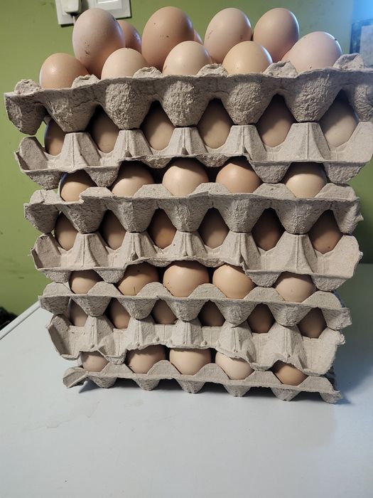 Sprzedam jajka kurze z wolnego wybiegu