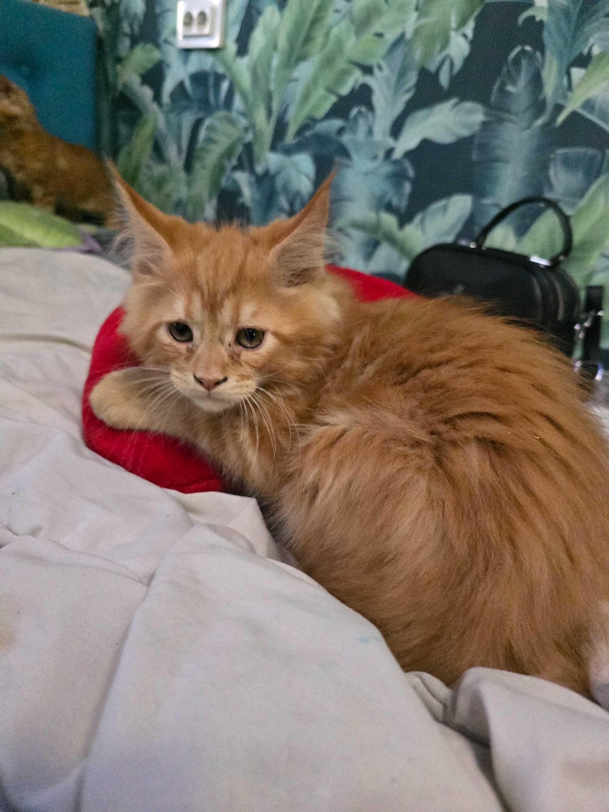 Котенок, девочка, мейн-кун
