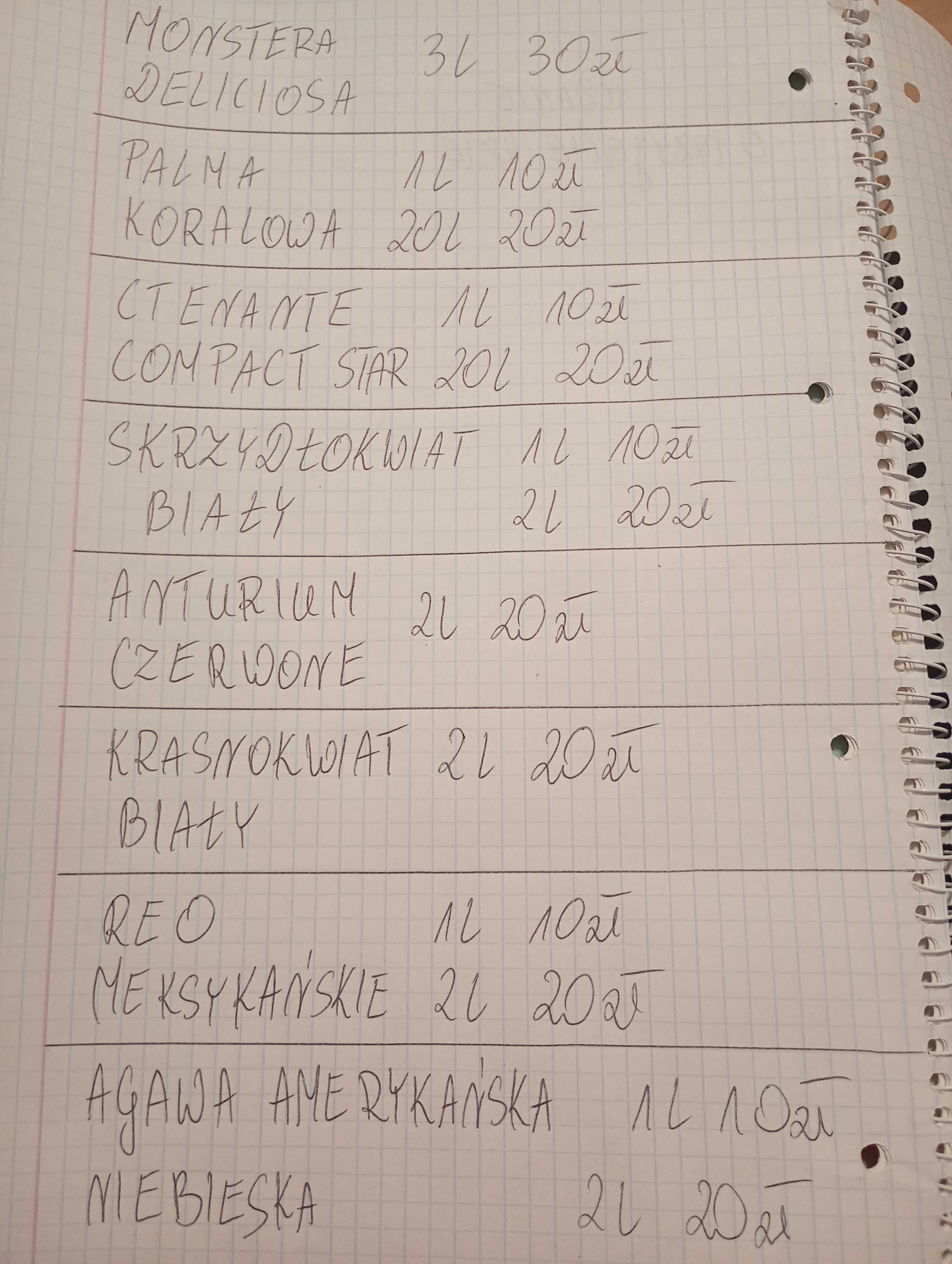 Sadzonki kwiatów