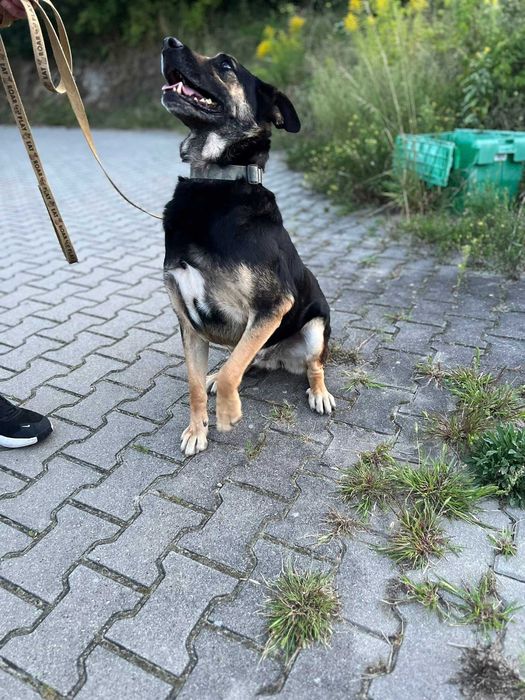 2 letni Borysek do adopcji