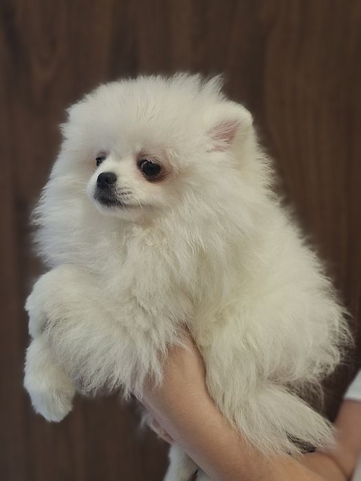 Szpic miniaturowy, pomeranian biały piesek