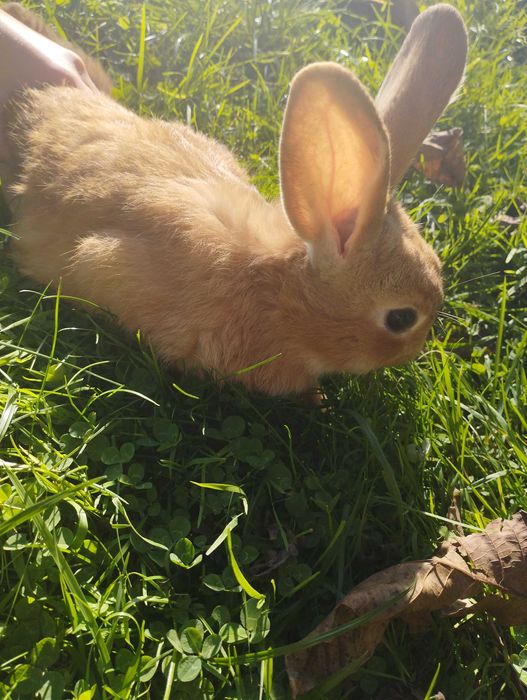 Oddaje 4 króliki mieszane za darmo mają po 5 miesięcy.