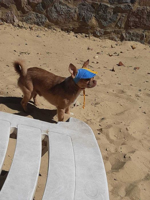 в'язка чіхуахуа, хлопчик 1рік 9 міс не розв'язаний