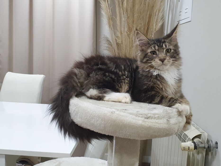 Macho Maine Coon com Lop