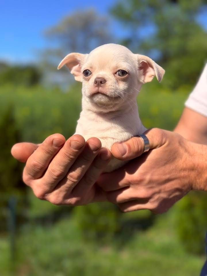 Chihuahua ALVIN bialo kremowy gotowy do odbioru