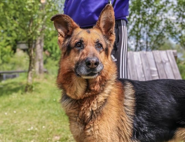 Atlas szuka domku!