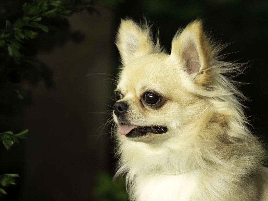 Chihuahua długowłosy reproduktor FCi ZKwP
