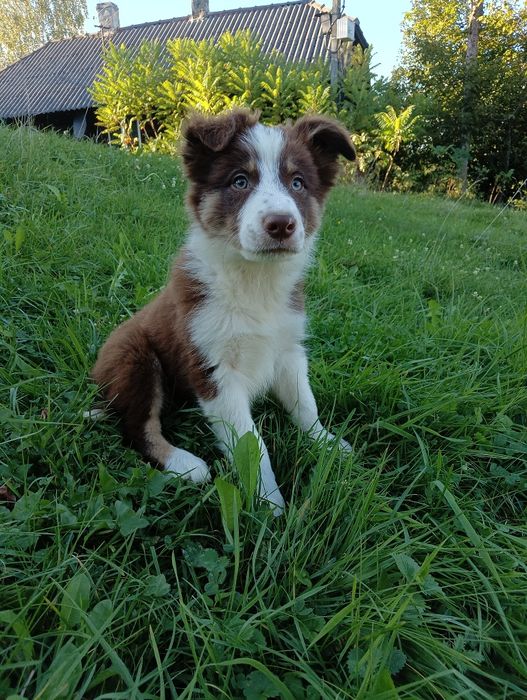 Szczeniak Border Collie –chocolate tricolor