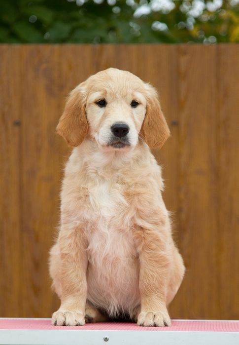 Чарівна дівчинка золотих!