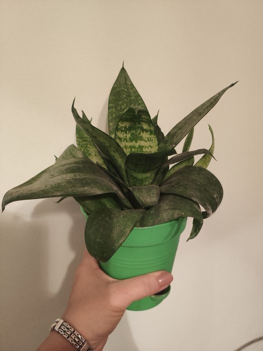 Рослина тещин язик