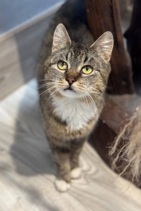 Kotka do adopcji. Westalka pragnie szczęścia